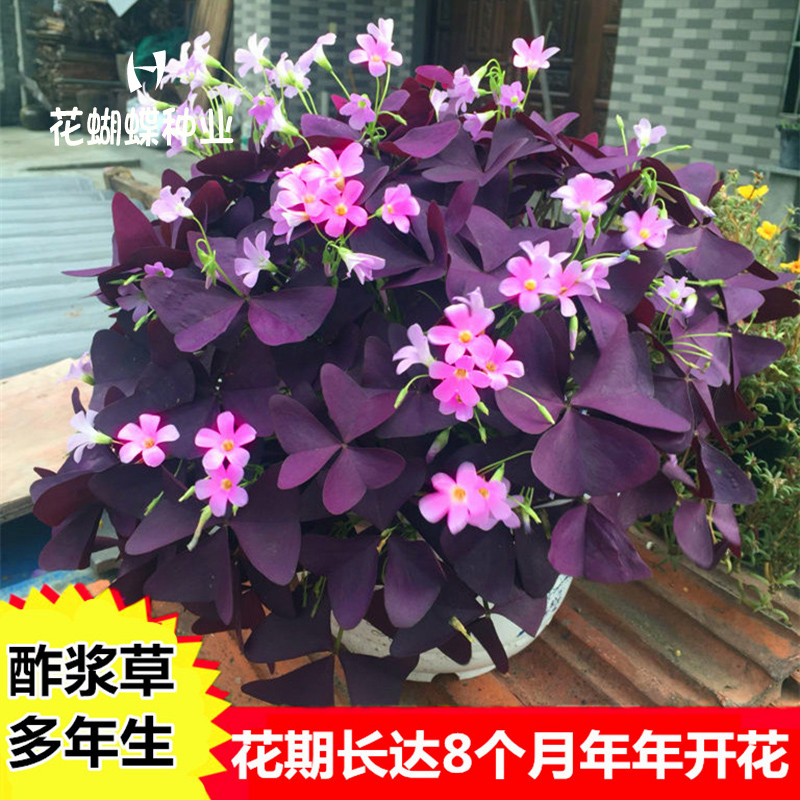 四季易种幸运草三叶草紫叶酢浆草