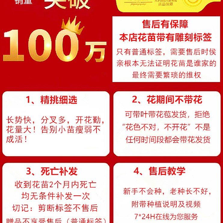 绣球花苗盆栽带花多季开花阳台庭院植物花卉八仙花无尽夏室内大花