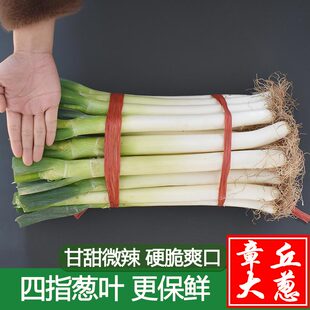 【四指叶】山东大葱10斤装3/5斤新鲜蔬菜蘸酱特级甜章丘铁杆大葱