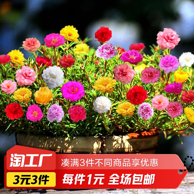 重瓣太阳花花种子花籽混色5000粒+肥