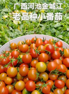 广西农家小番茄微酸味道