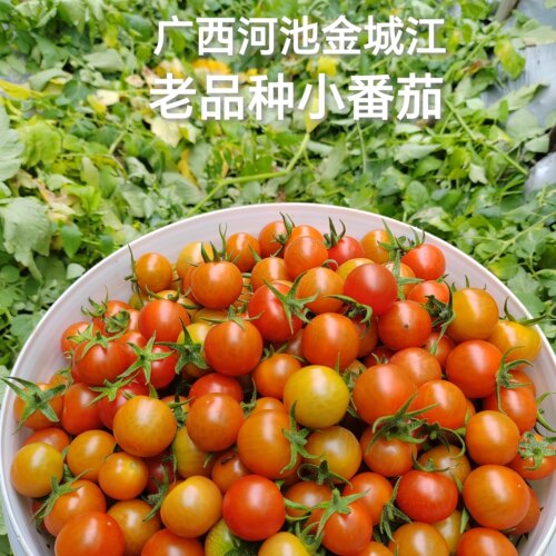 广西农家小番茄微酸味道