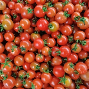 广西河池小番茄现摘毛秀才老品种小西红柿炒家常菜焖鱼煮粉锅底料