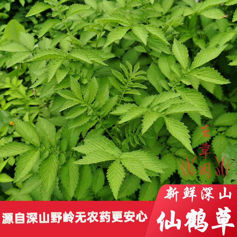 现采新鲜仙鹤草500g中草药凉茶晒干龙芽草脱力草狼牙草无硫中药材