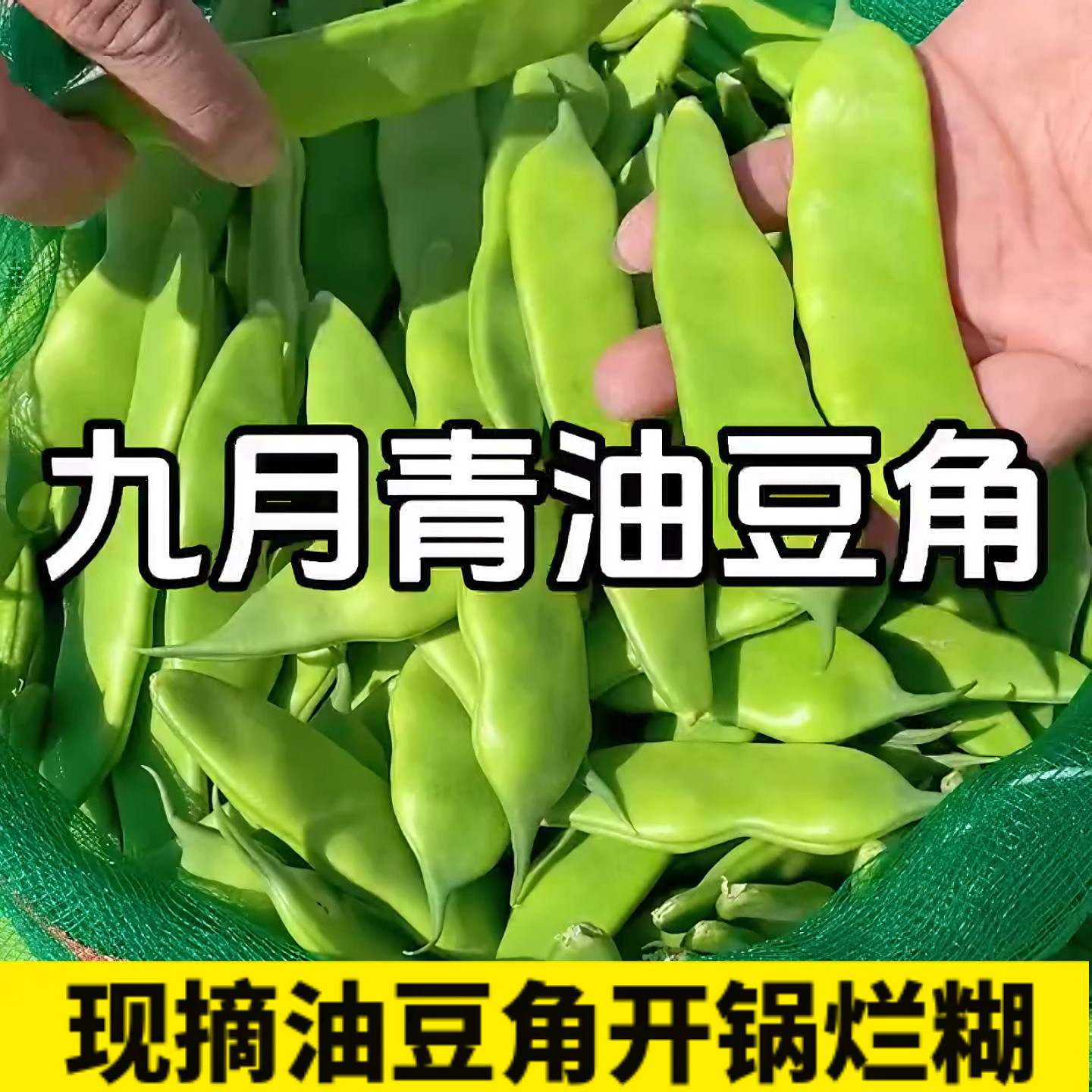 东北现摘九月青油豆角开锅烂糊