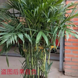 极速夏威夷竹子盆栽n四季常青绿植客厅室内净化空气大型植物吸甲