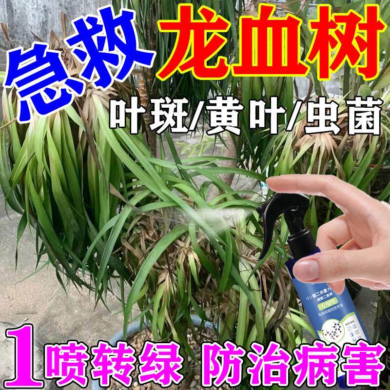 极速龙血树专用肥料叶子发黄干尖烂根烂叶黑斑一喷U绿专用免稀释
