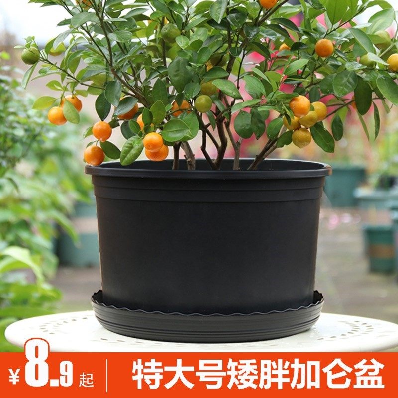 极速大花盆加大黑色矮胖加仑花盆花盆绣球葡萄大S口径透气盆栽花