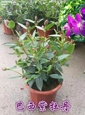 巴西野牡丹紫色花盆栽四季庭院花卉植物花期长室外盆栽