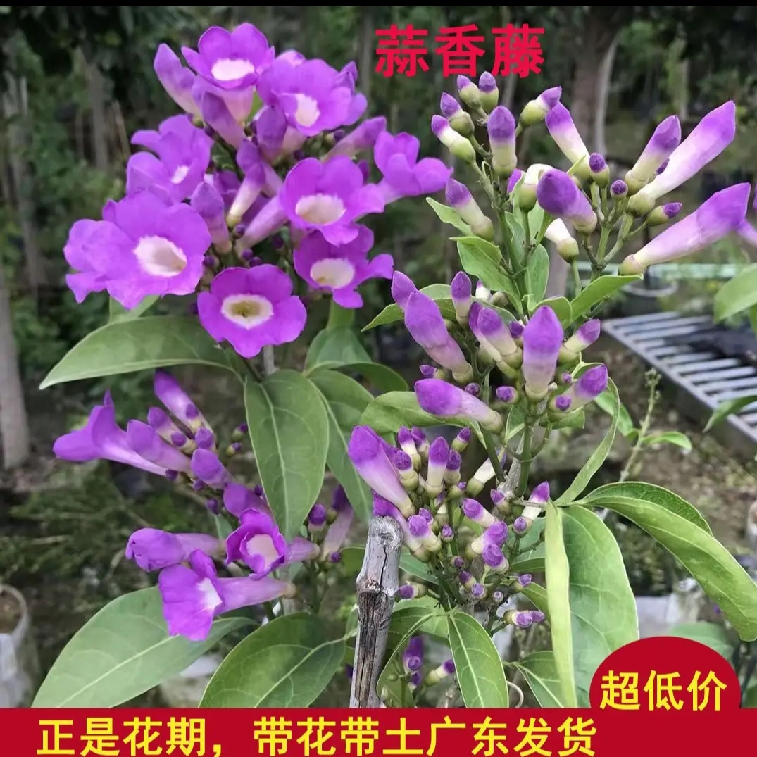 带花苞蒜香藤花苗无刺爬藤紫铃藤本阳台盆栽庭院爬藤植物驱蚊虫