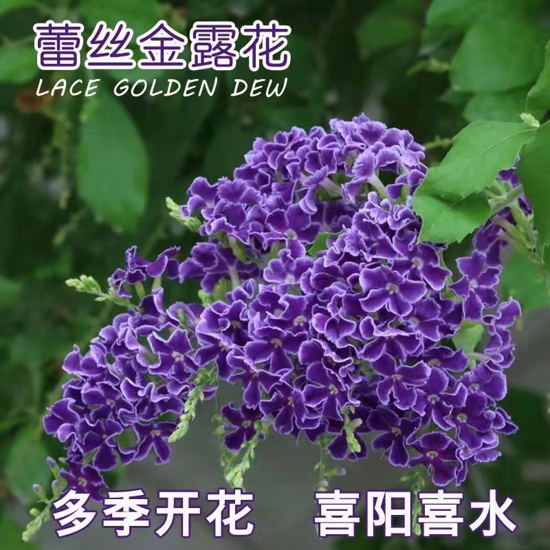 蕾丝金露花盆栽蓝精灵花苗多年植物耐寒耐热巧克力花连翘四季花卉