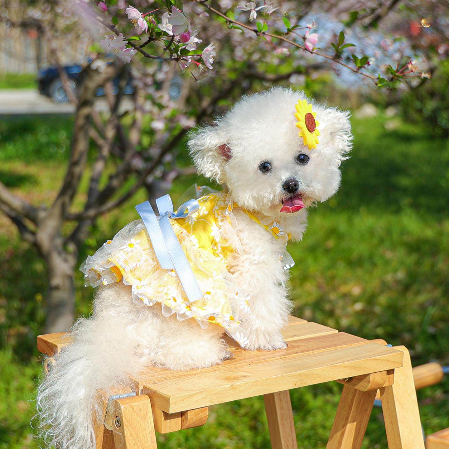 现货宠物服装宠物小狗猫咪衣服可爱小型犬春夏季雏菊花朵吊带裙,模玩/动漫/周边/娃圈三坑/桌游,棉花娃娃场景道具娃屋,淘宝优惠券,粉丝福利购,淘宝优惠卷