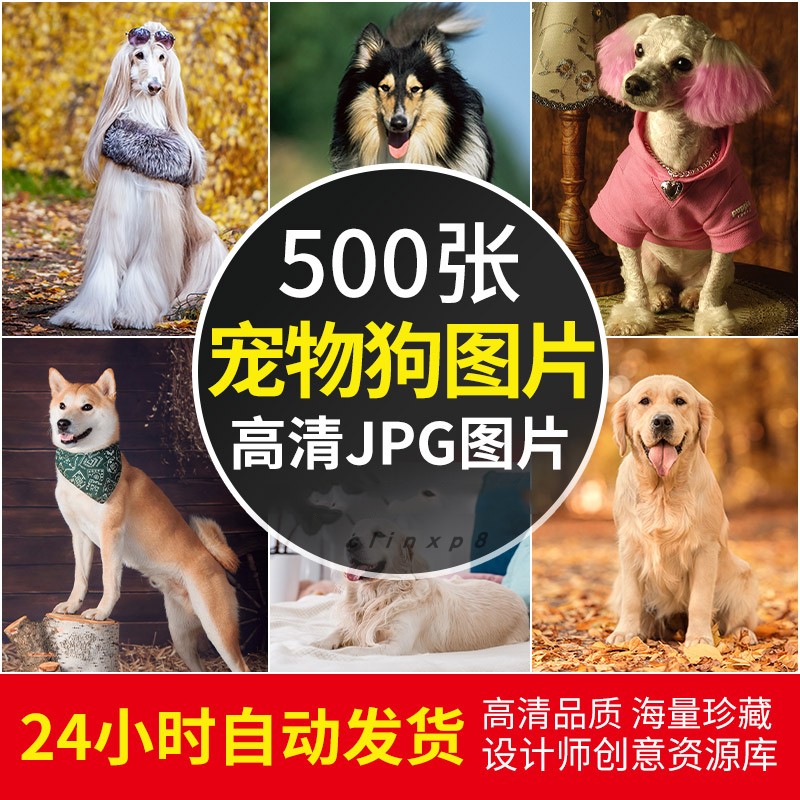 高清宠物狗图片萌宠金毛泰迪名犬摄影电脑桌面壁纸JPG设计素材