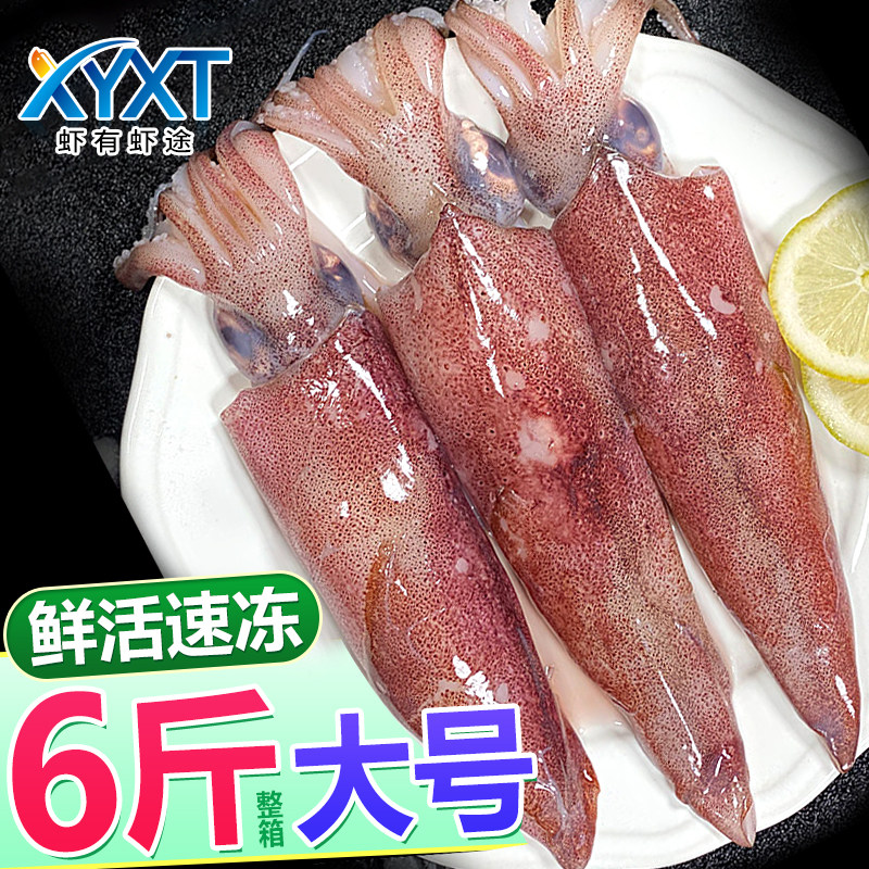 活冻笔管鱼新鲜冷冻母体带籽海兔子鲜活速冻鱿鱼海鲜火锅食材批发