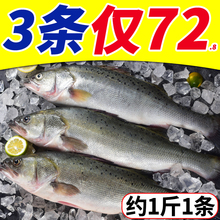 新鲜海鲈鱼3条450 条冷冻海鲜水产深海捕捞七星海鲈鱼花鲈鱼 550g