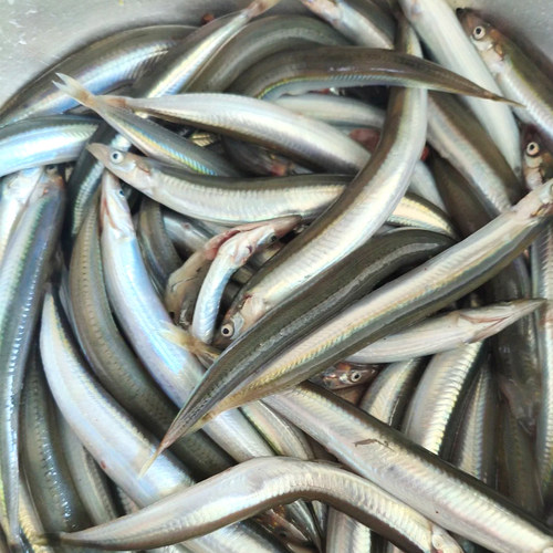 【虾有虾途】面条鱼新鲜鲜活冷冻玉筋鱼海鱼小银鱼烧烤批发价