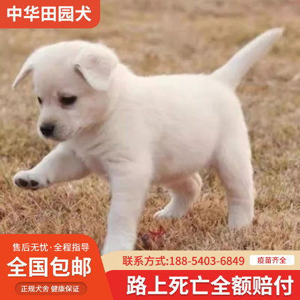 中华田园犬家养幼犬土狗小狗混血狗大黄狗纯黑小白狗体活体种狗崽