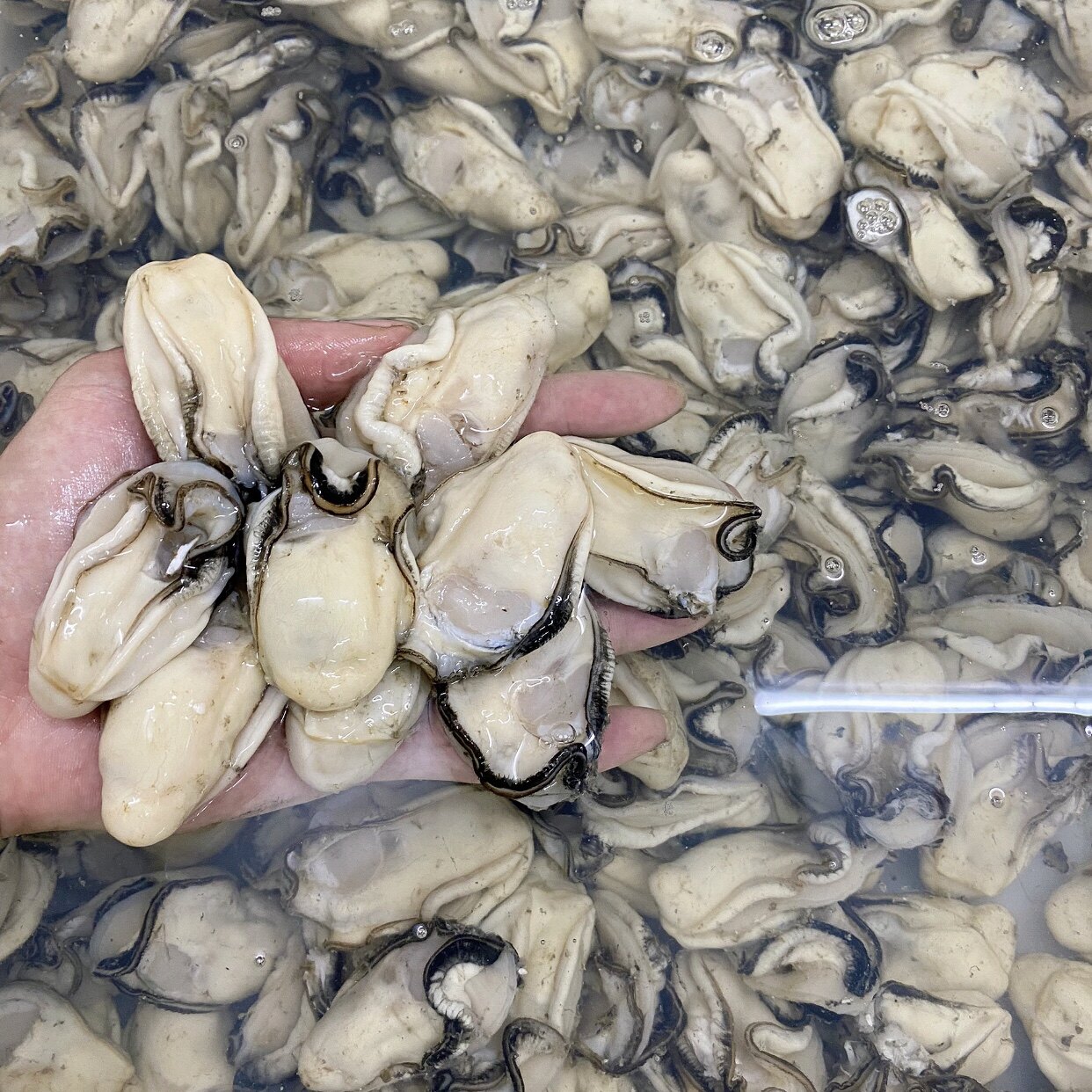 鲜活现剥去壳珍珠蚝肉500g海蛎肉