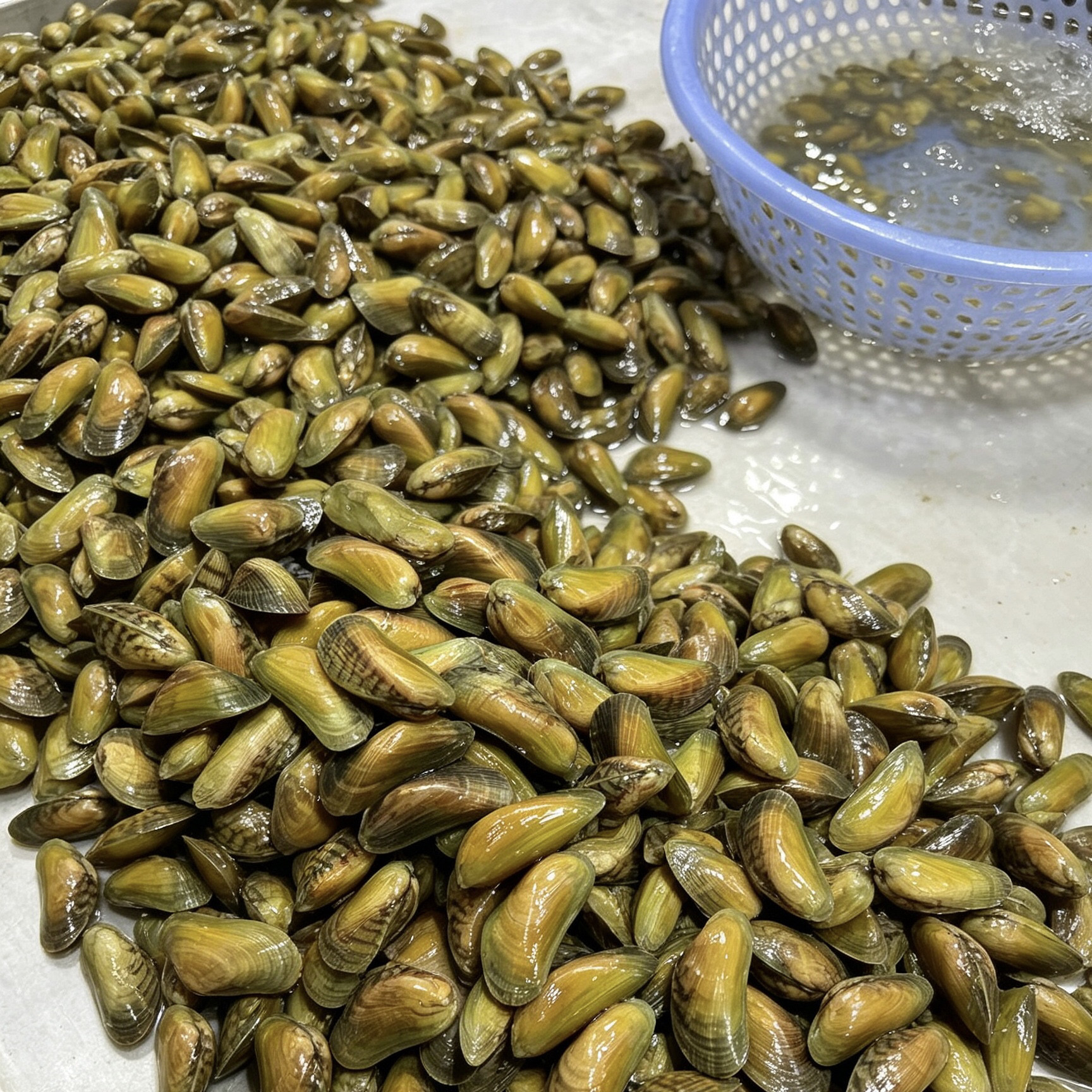 饶平鲜活潮汕薄壳海瓜子当日海捕活水吐沙赠送金不换焖煮炒下酒菜