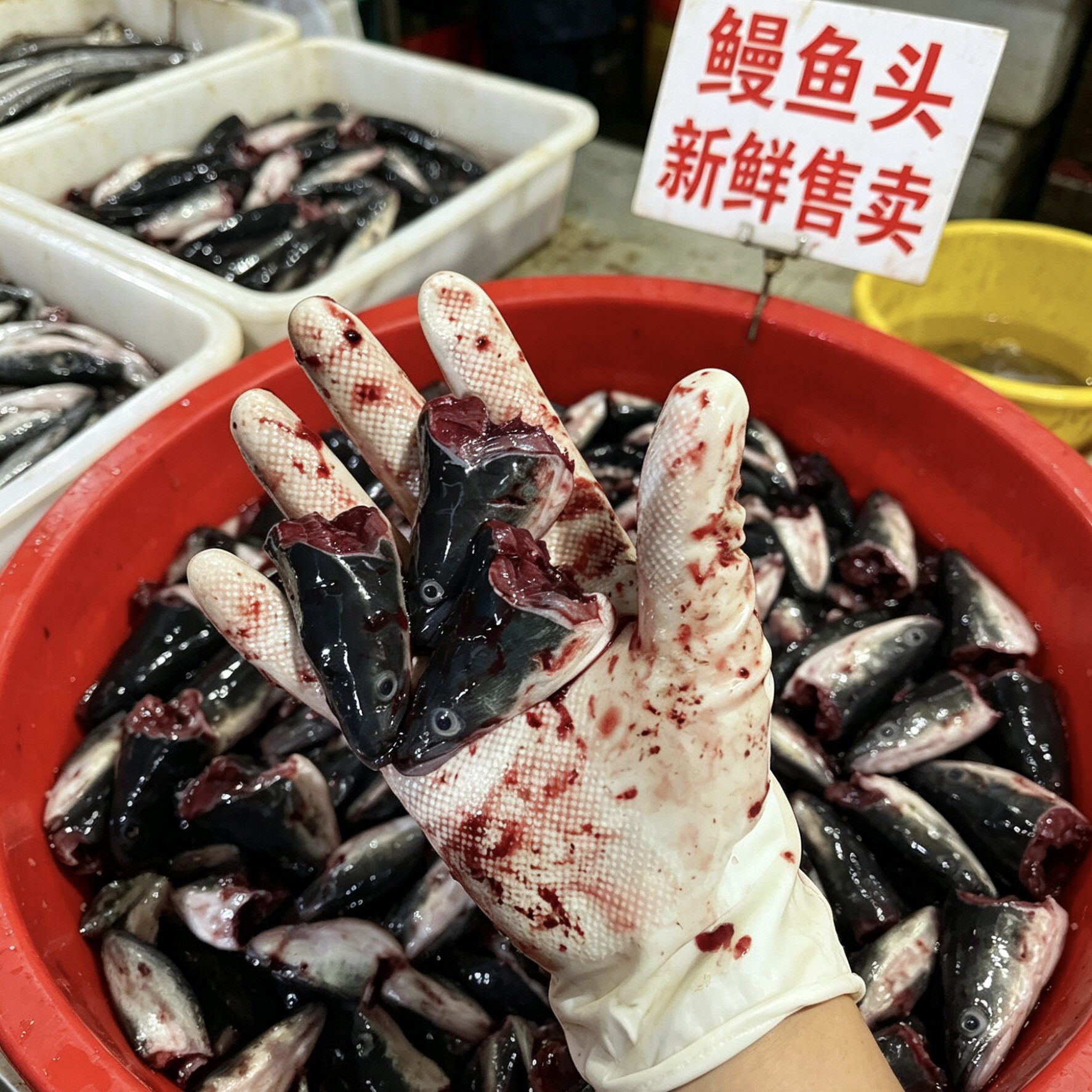 海鲜新鲜鳗鱼头冷冻乌耳鳗鲜活黑鳗鱼头潮汕特产白鳝头河鳗头