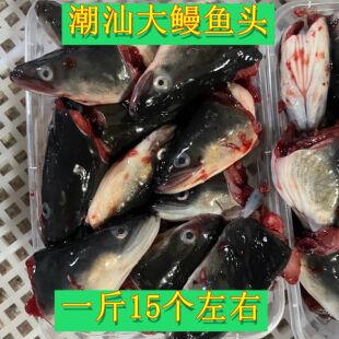 鳗鱼头新鲜大头当天现杀新鲜大个淡水乌耳鳗头福建闽南海鳗鱼头潮