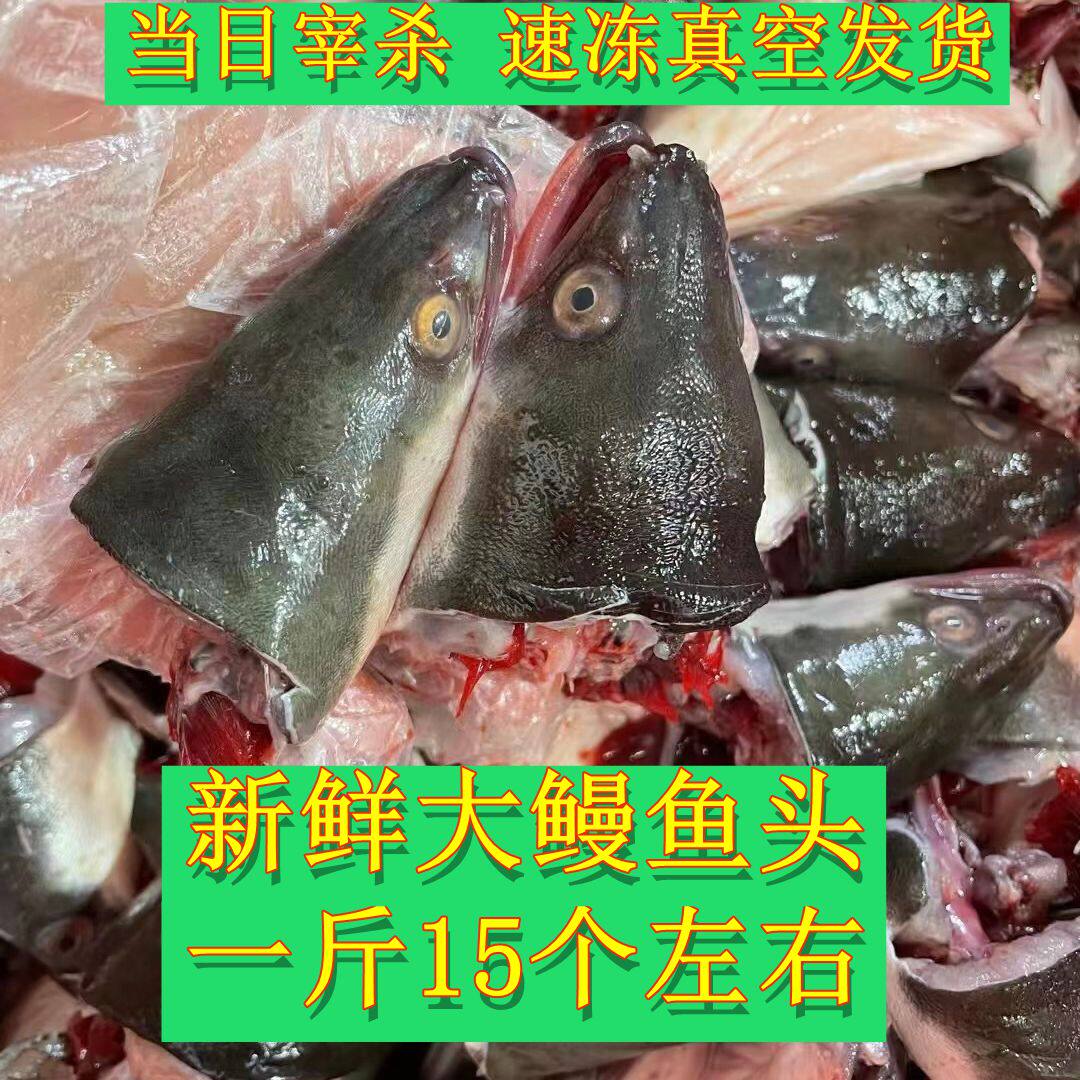 潮汕特产鳗鱼头新鲜大头当天现杀新鲜大个淡水乌耳鳗头海鳗鱼头潮
