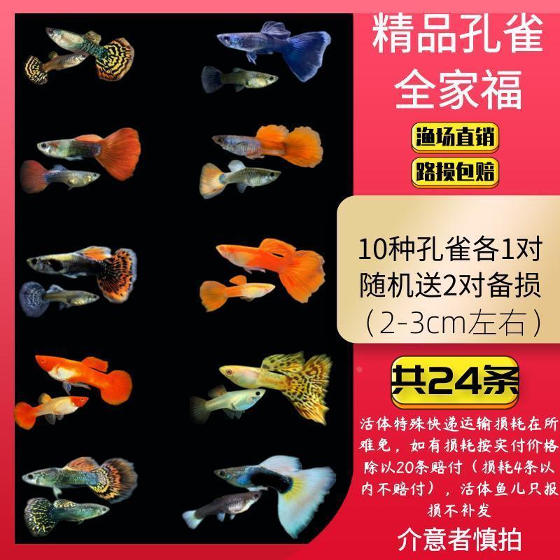 .纯种孔雀凤尾鱼热带观赏鱼小型淡水鱼胎生鱼集锦好养易活包损包