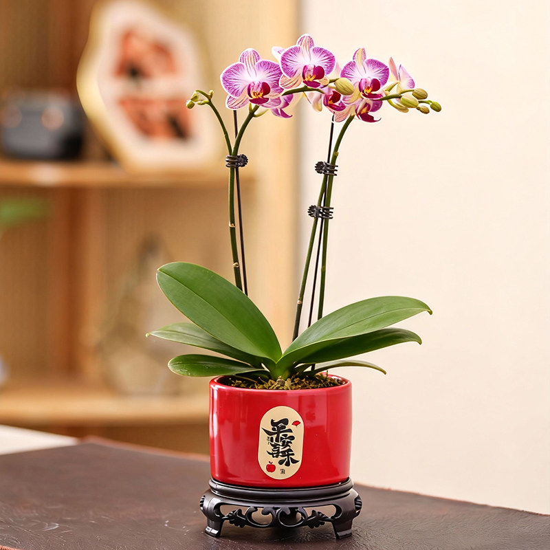 中国红色吉祥花盆陶瓷创意个性家用桌面蝴蝶兰绿萝盆栽盆带底座