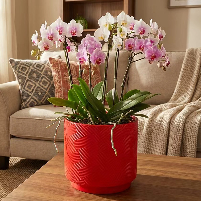 陶瓷花盆红色大口径蝴蝶兰专用盆套盆轻奢简约年宵花兰花绿植花盆,家居饰品,花盆,淘宝优惠券,粉丝福利购,淘宝优惠卷