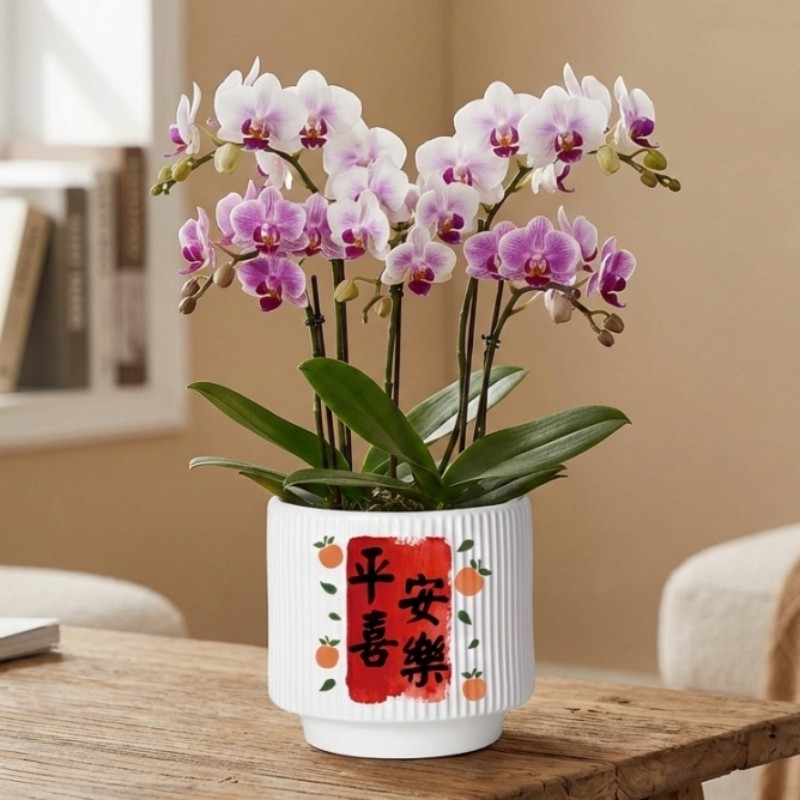 蝴蝶兰花盆轻奢高级感家用花盆陶瓷带托盘小花盆乔迁礼物盆栽盆子,鲜花速递/花卉仿真/绿植园艺,花盆,淘宝优惠券,粉丝福利购,淘宝优惠卷