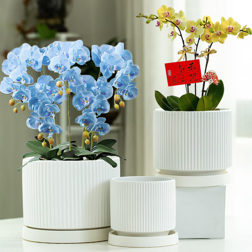 陶瓷花盆大号特大号带托盘欧式简约白吊兰蝴蝶兰多肉花盆特价清仓
