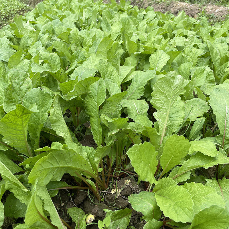 贵州农家特产新鲜萝卜菜苗时令叶子蔬菜红白萝卜叶菜500g顺丰包邮