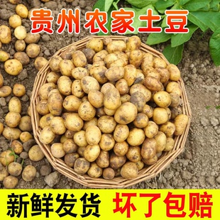 包邮 贵州农家自种新鲜蔬菜现挖现发老品种黄心土豆洋芋马铃薯 5斤