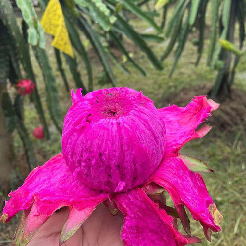 贵州罗甸当季产地新鲜红心火龙果