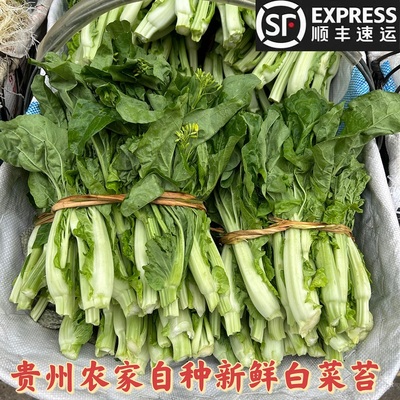 现摘新鲜白菜苔蔬菜特产包邮包赔