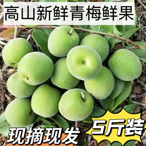 高山新鲜野青梅鲜果泡酒专用水果