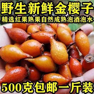 新鲜现摘野生金樱子泡酒专用中药野生材刺梨子山石榴果金英子糖梨