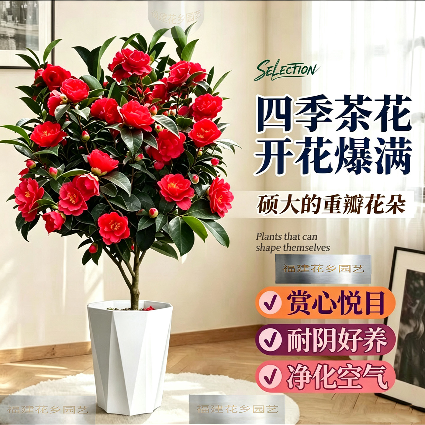 四季开花大红茶花+香妃+十八学士