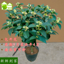 桂花树苗四季 桂盆栽浓香型室内丹桂树土培半日照时令草本花卉植物