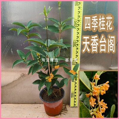 天香台阁桂花树苗盆栽四季开花