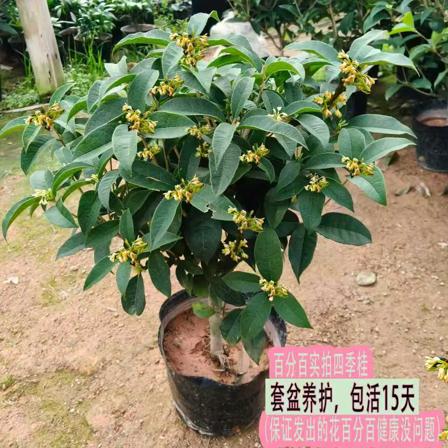 买过的人都说收到的花很好