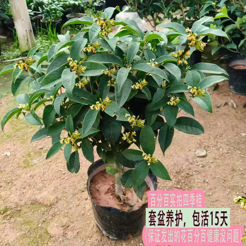 买过的人都说收到的花很好