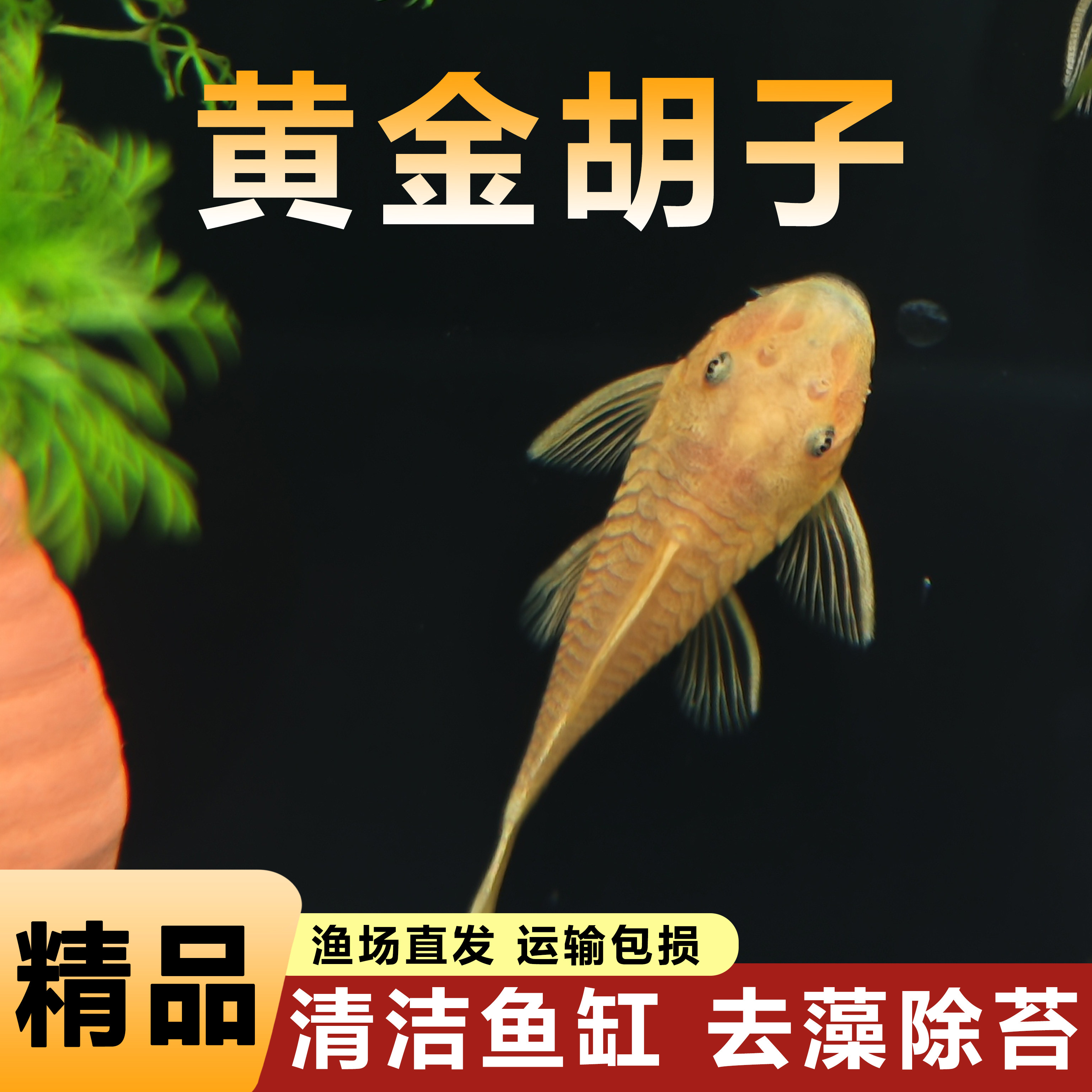 黄金胡子观赏鱼大帆工具鱼清缸除藻清道夫淡水热带鱼小型清洁鱼苗