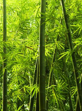 高清竹林竹子海报自然风景大幅绿色植物壁画装饰墙画海报定制F25