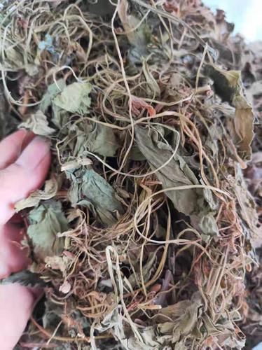 的话野生砂仁伸筋草中药斤包邮
