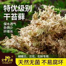 史丹利水苔蝴蝶兰专用土干苔藓养兰花的营养土优质文石斛心兰乌龟