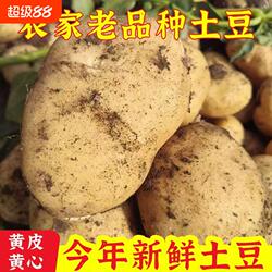 土豆农家自种马铃薯新鲜蔬菜面黄心黄麻子5斤包邮老品种黄皮