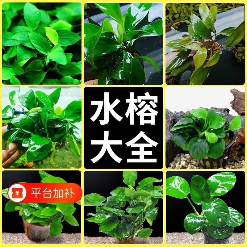水榕水草沉木植物真草造景阴性养鱼鱼缸绿植细叶铁皇冠草大叶水质