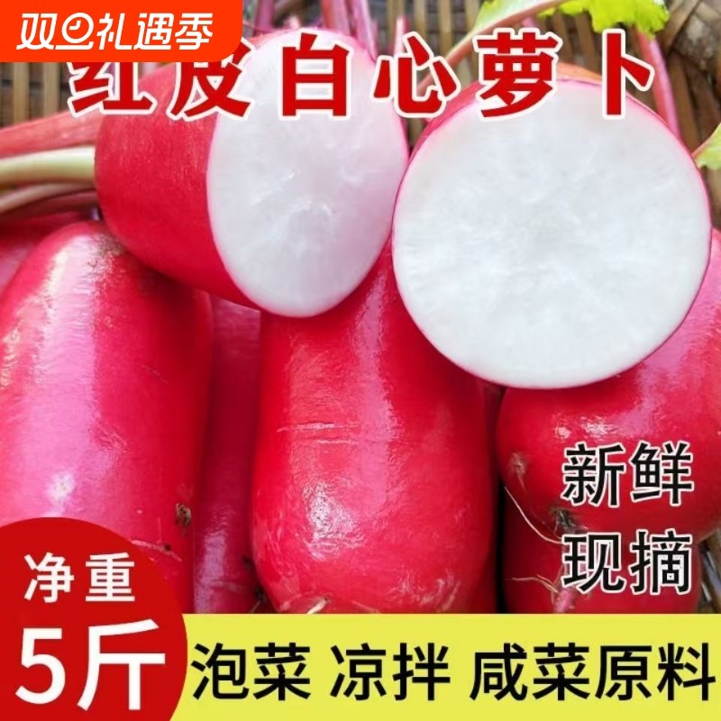 现挖红萝卜红皮水萝卜白肉新鲜蔬菜泡菜当季蔬菜冬季泡菜胭脂萝卜