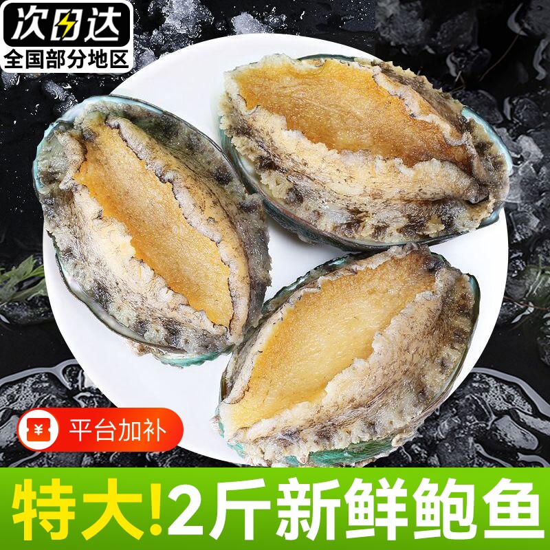鲍鱼肉新鲜活鲍去牙去壳去内脏新鲜冷冻大鲍鱼福建鲍火锅食材